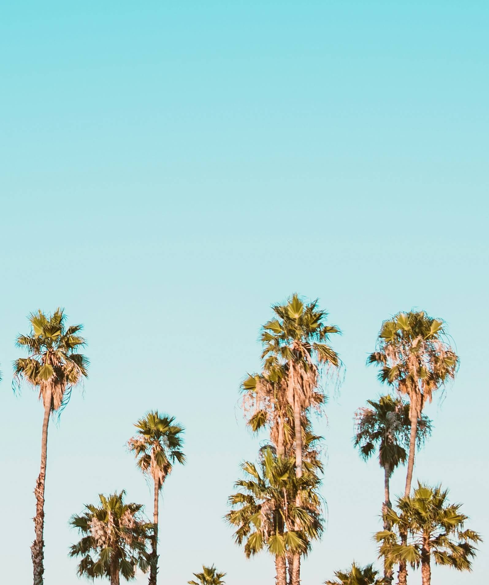 Alternative Text missing